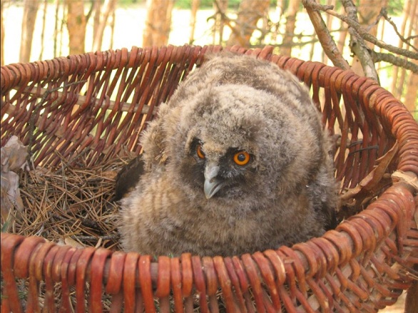 Noce sów w Podlaskiem, czyli prezentacje, filmy i leśne wędrówki po zmroku