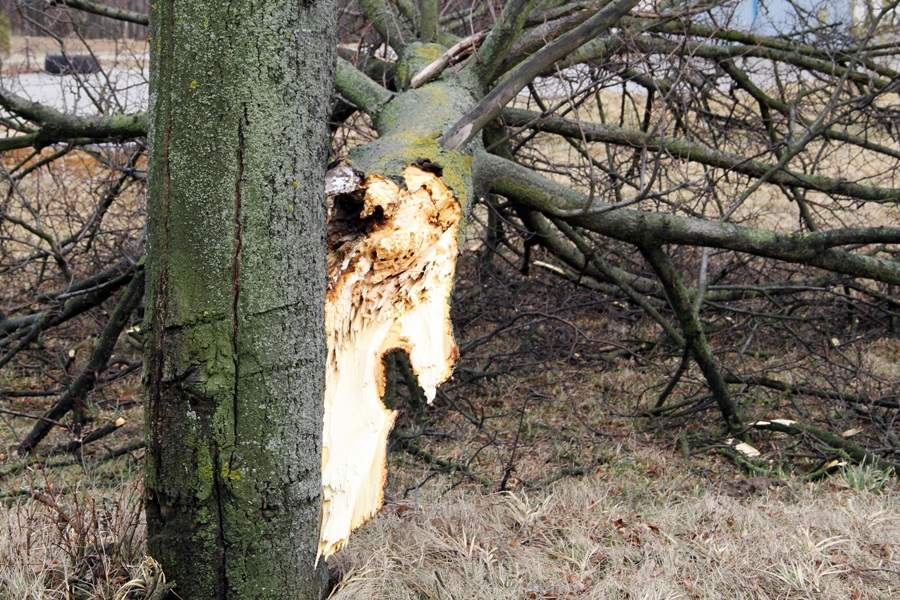 Region:  Ponad 7 milionów złotych dla samorządów na naprawę szkód po nawałnicach