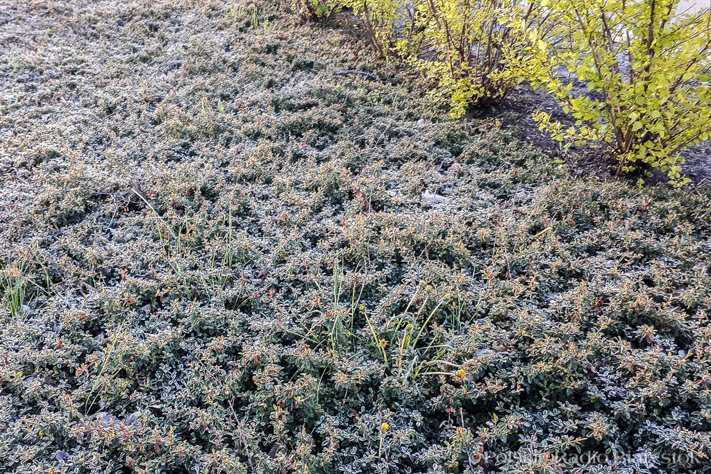Podlascy rolnicy mogą się starać o rekompensatę strat spowodowanych przez niekorzystną pogodę