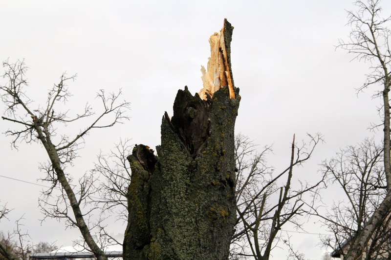 Powalone drzewa na drogach, zalane piwnice, brak prądu w domach - podlascy strażacy interweniowali kilkadziesiąt razy