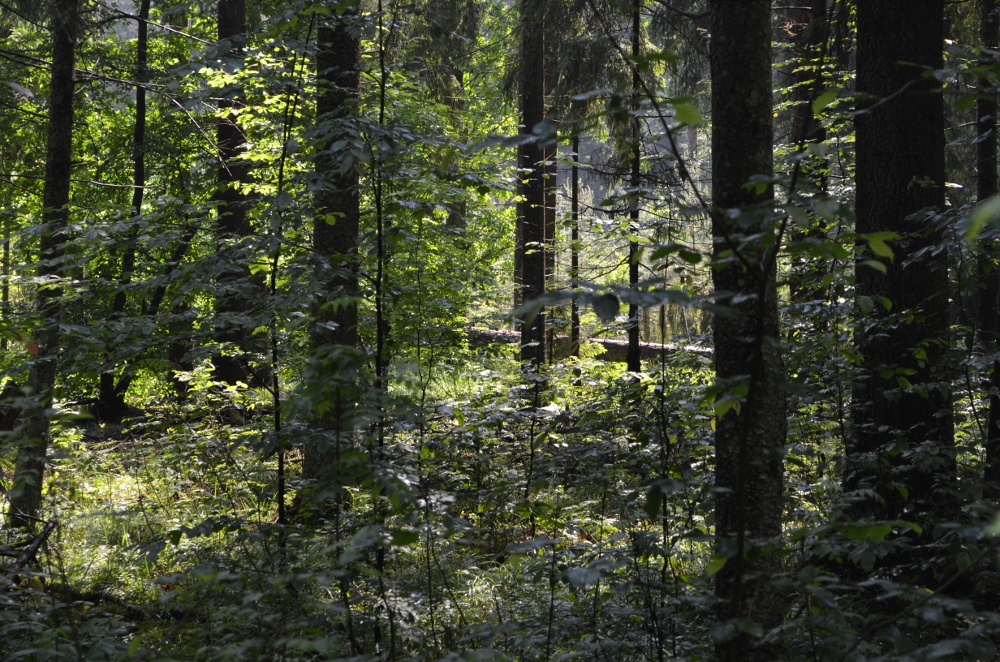 Konsultacje dot. planu zarządzania Puszczą Białowieską jako dziedzictwem UNESCO