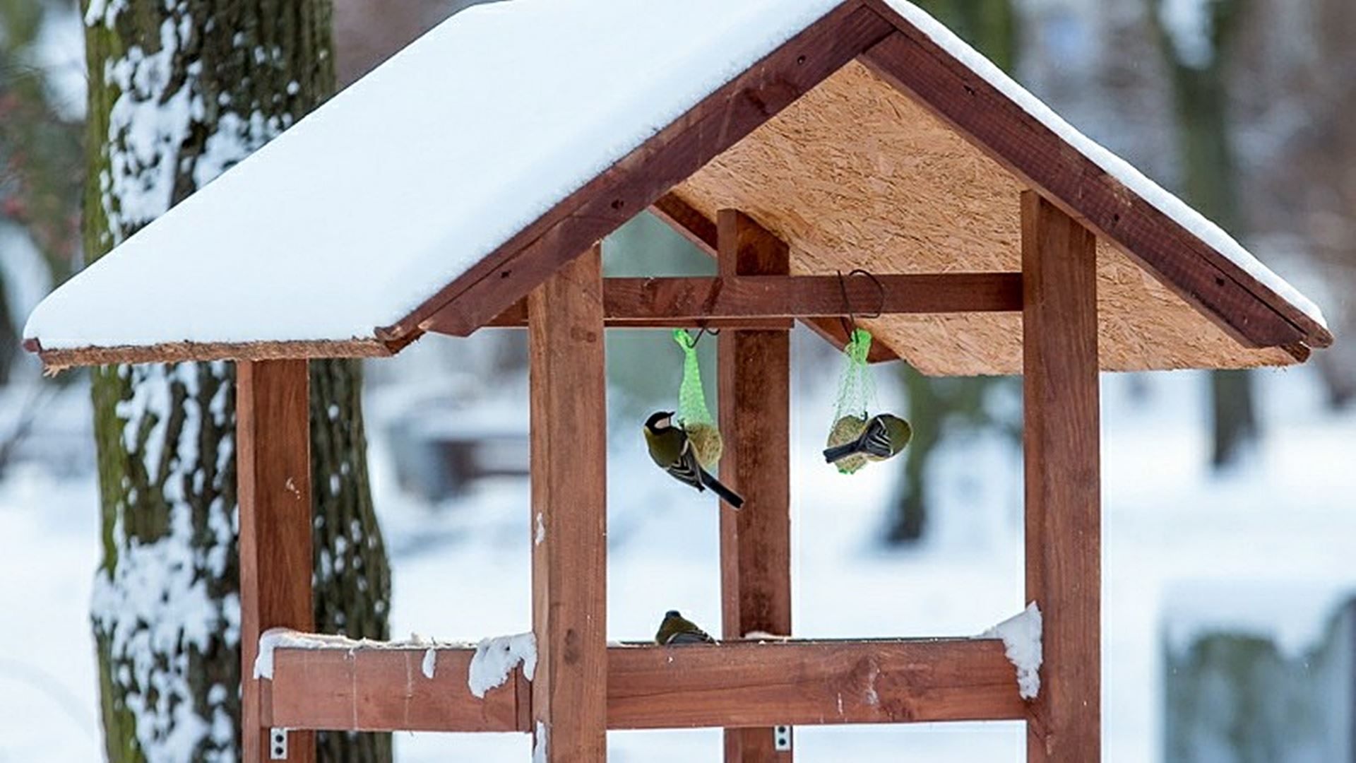 Podglądanie ptaków zimą