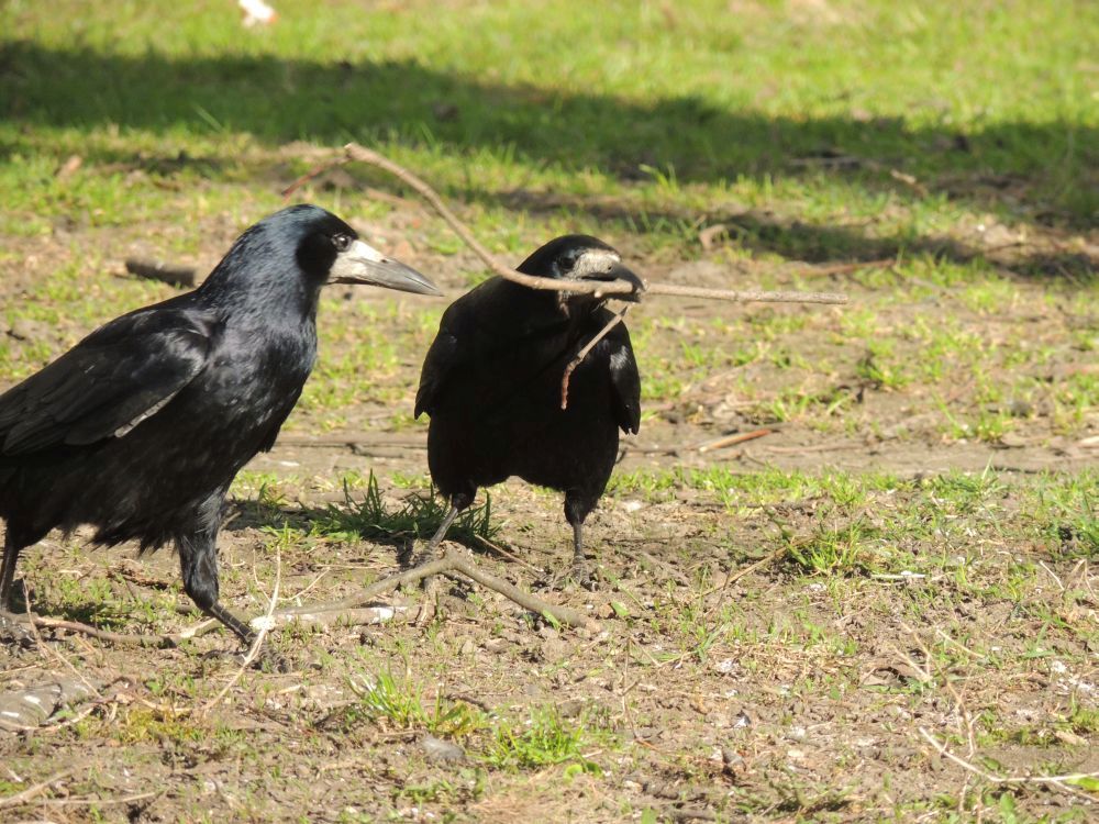 Gawrony i kawki znów przeszkadzają mieszkańcom Suwałk