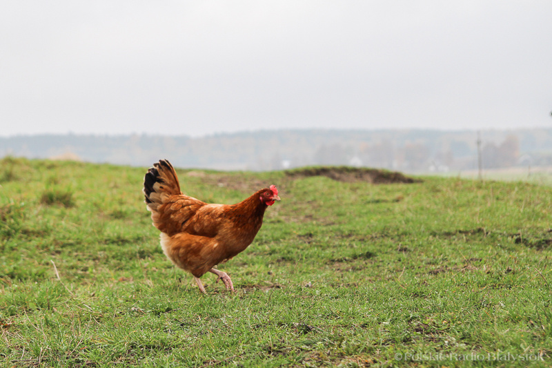Czy to koniec sporów o budowę kurzych ferm w Kurianach?