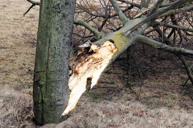 55-letni mężczyzna zginął podczas wycinki w lesie niedaleko Sztabina