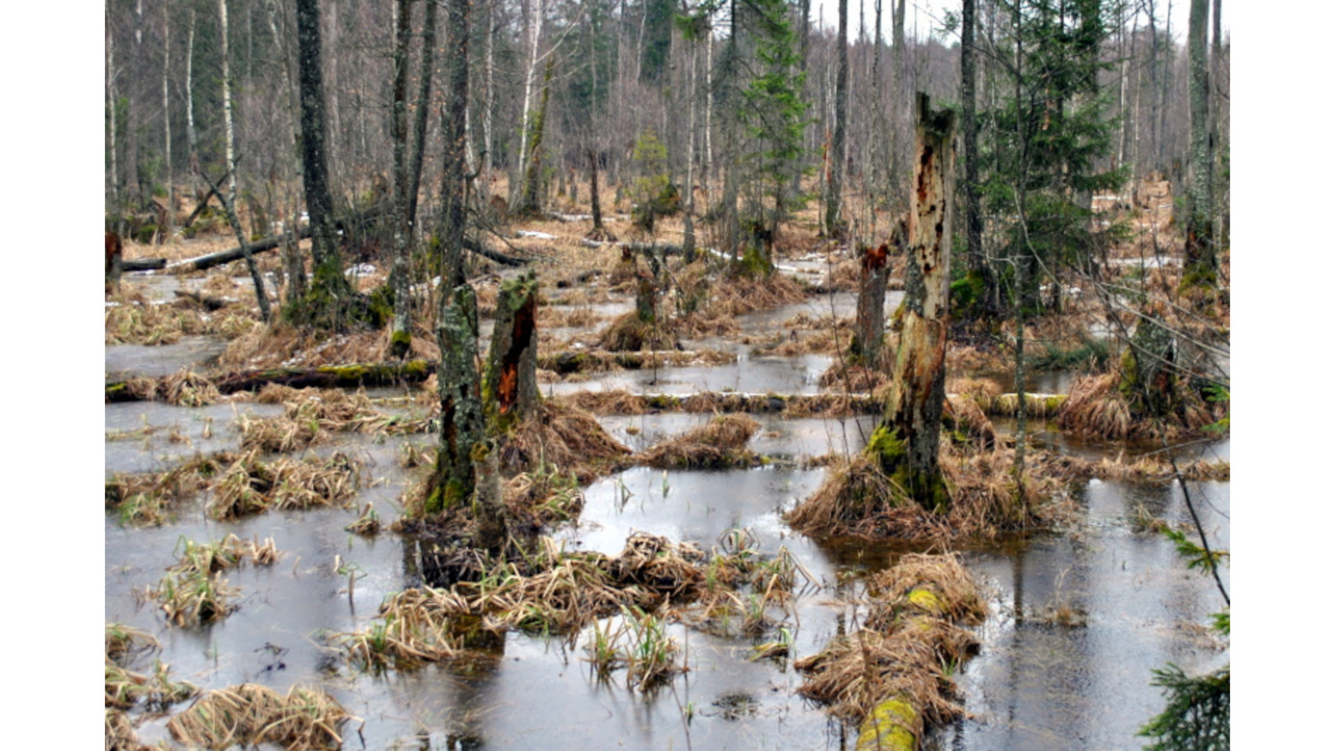 Bagno ma znaczenie - dziś obchodzimy Światowy Dzień Mokradeł