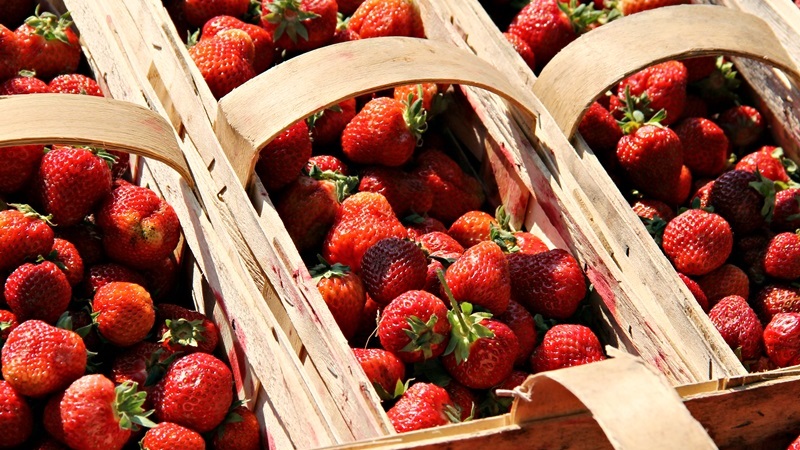 Korycińska truskawka na wagę złota - coraz więcej rolników odchodzi od "eko" uprawy