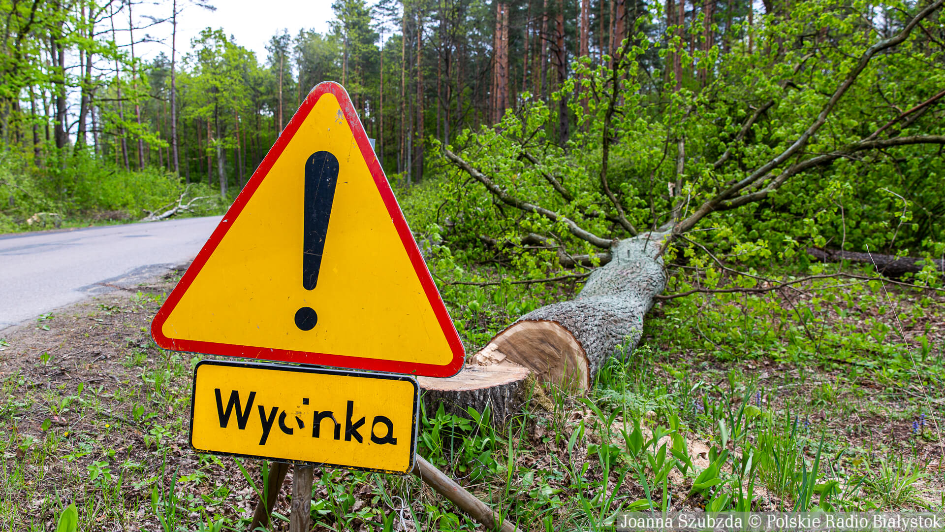 Władze Białegostoku będą mogły wyciąć tysiące drzew w Lesie Solnickim koło lotniska