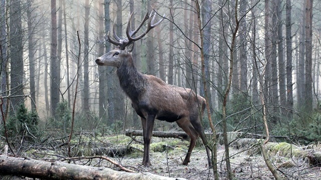 Rykowisko w Puszczy Knyszyńskiej - w podlaskich lasach trwają gody jeleni