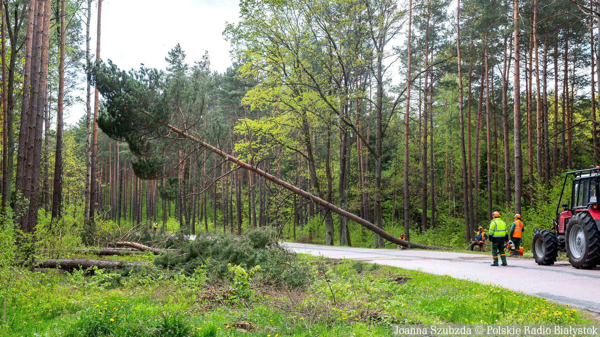 200 drzew do wycinki na drodze z Białegostoku do Olmont [zdjęcia, wideo]