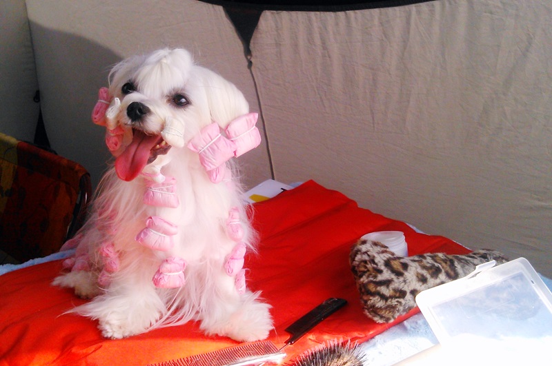 X Międzynarodowa Wystawa Psów Rasowych w Wasilkowie