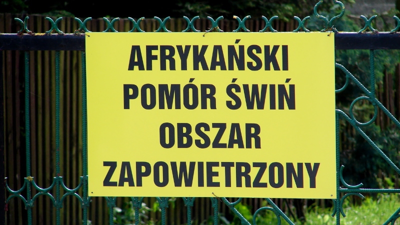 Ponad 700 przypadków ASF u dzików w 2017 roku