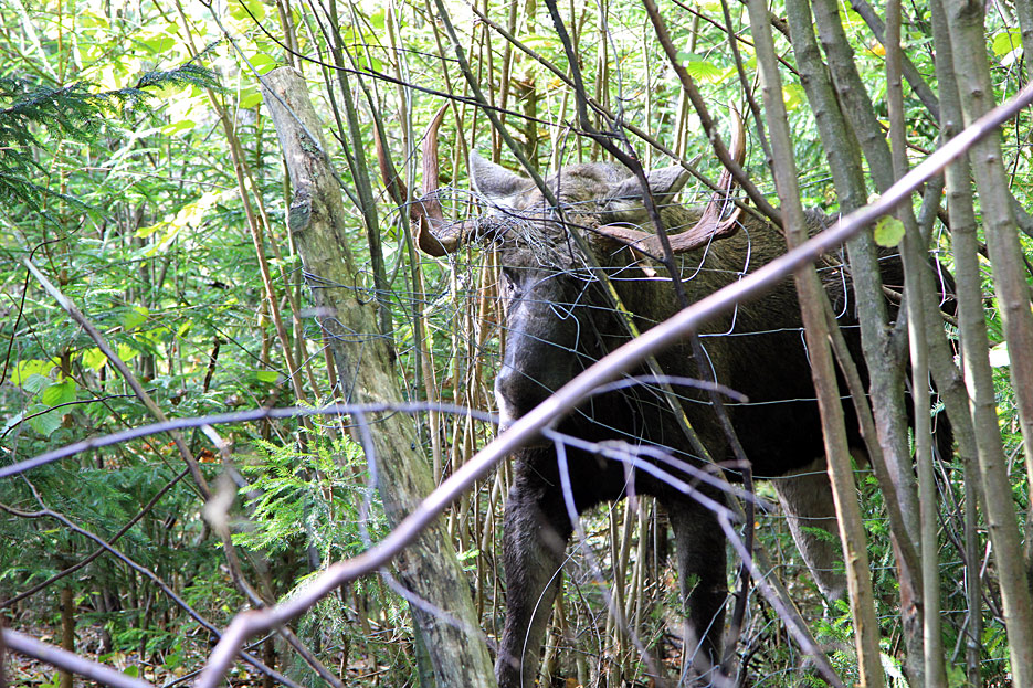 Giby. Łoś utonął w jeziorze