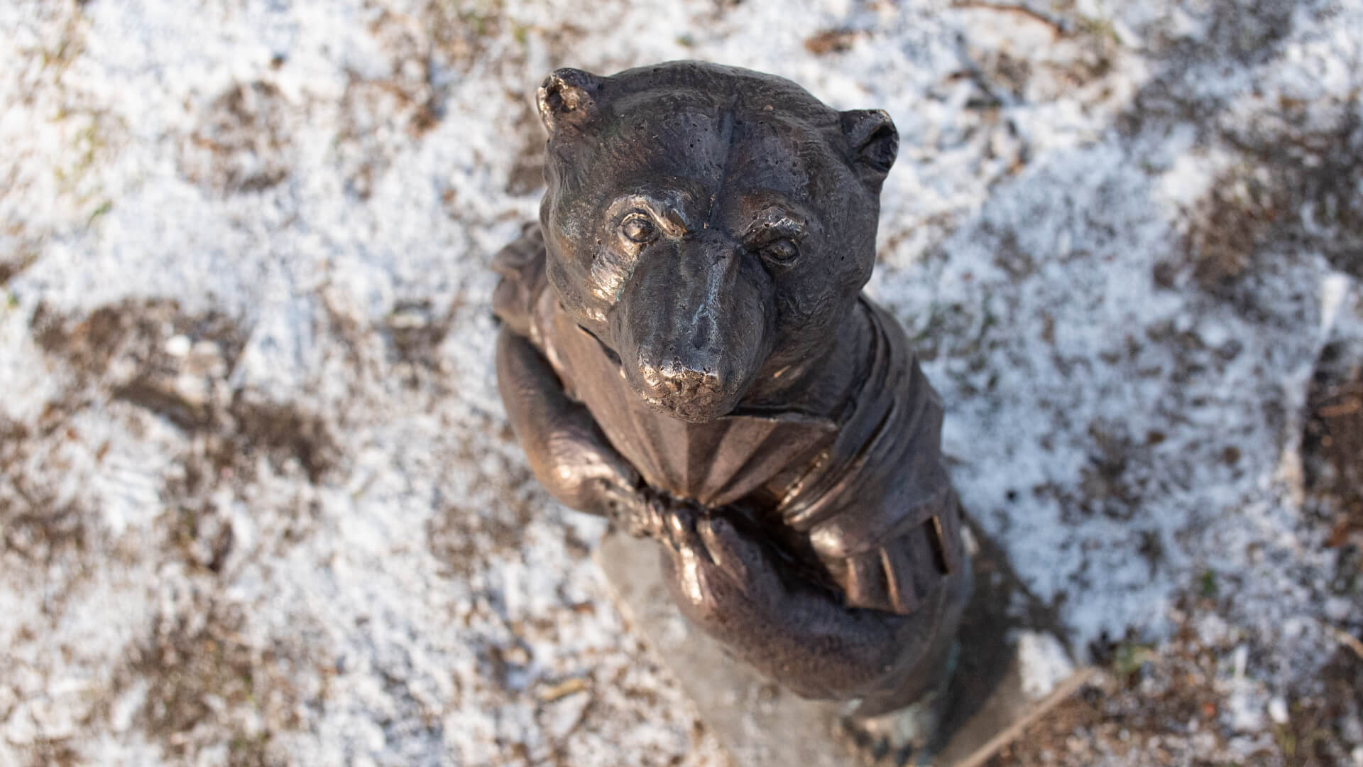 W Białymstoku zorganizowano spacer śladami figurek niedźwiadków - atrakcji turystycznej