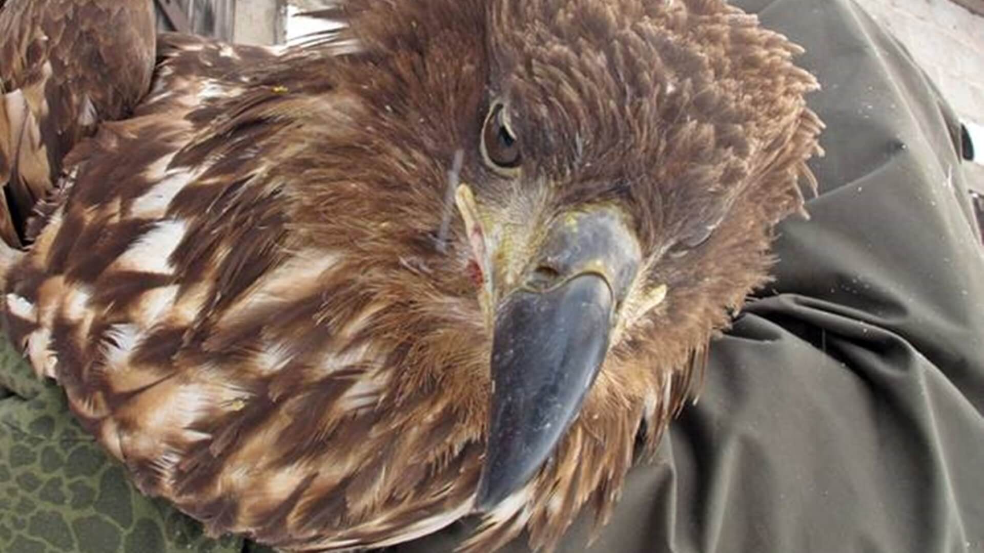 Bielik założył gniazdo pod Łomżą