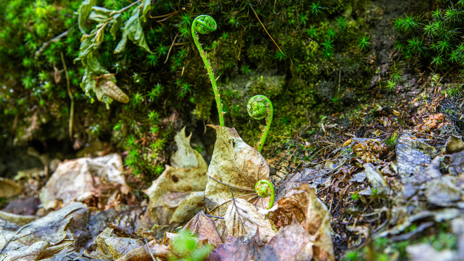 "Opowieści Puszczy Białowieskiej. W poszukiwaniu wiosny" - reportaż Jarosława Iwaniuka i Jerzego Leszczyńskiego