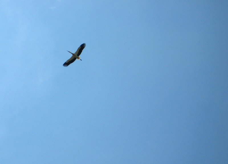 Pierwsze bociany już przyleciały na Podlasie
