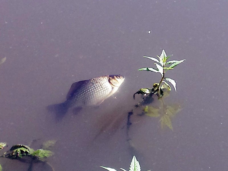 Śledztwo w sprawie zanieczyszczenia Czarnej Hańczy. Przesłuchano pierwszych świadków