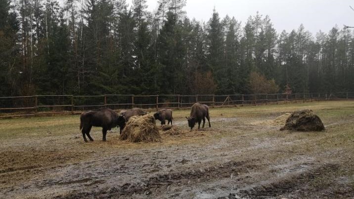 W Białowieskim Parku Narodowym rozpoczęło się zimowe dokarmianie żubrów