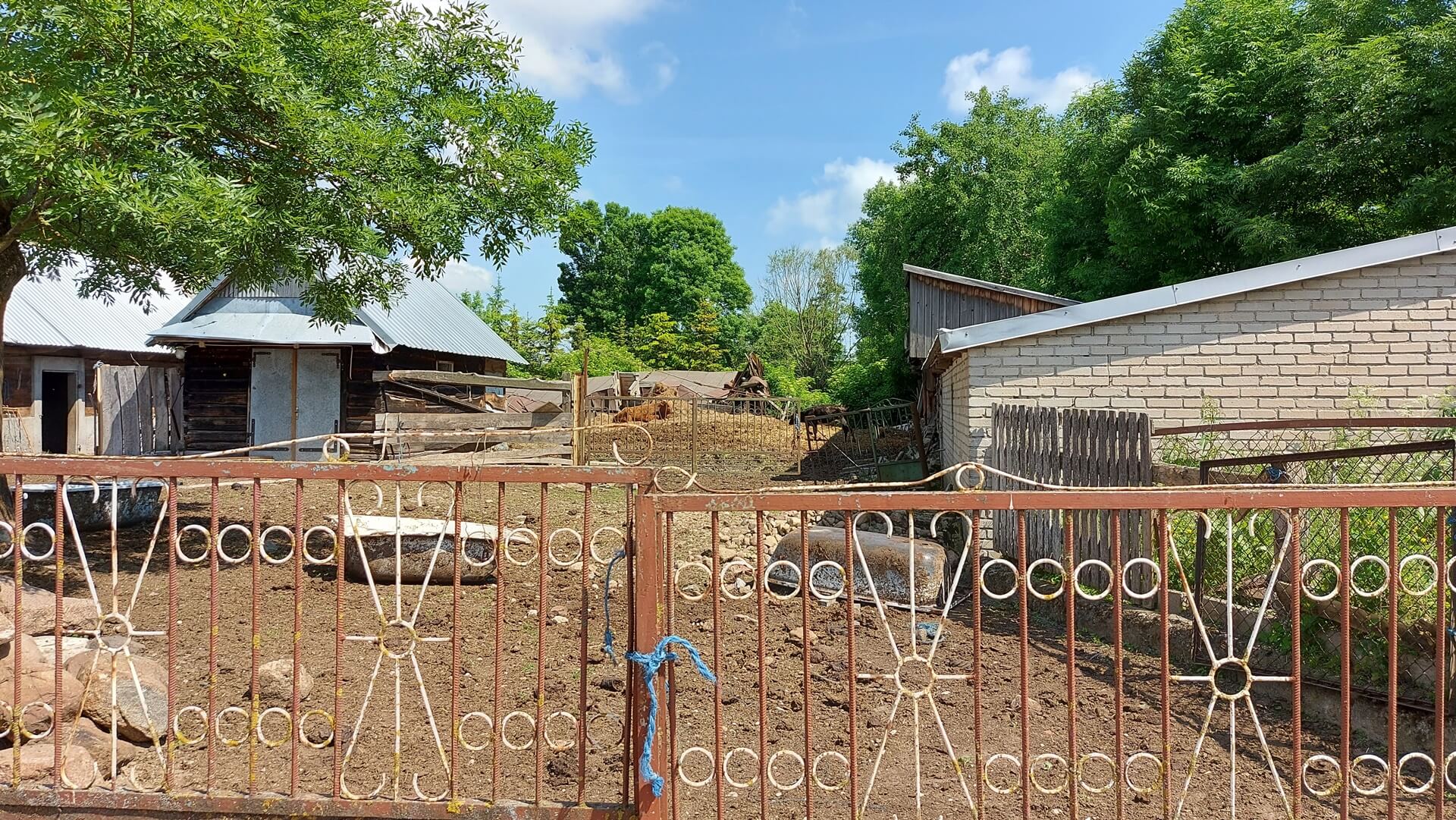 Dramat zwierząt w gospodarstwie niedaleko Suraża - inspektorzy znaleźli martwe i wygłodzone krowy