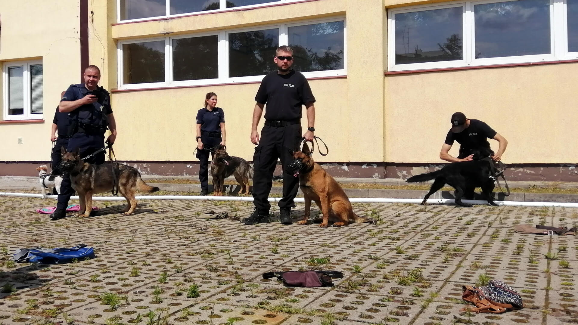 Psy uczyły się, jak wykrywać narkotyki