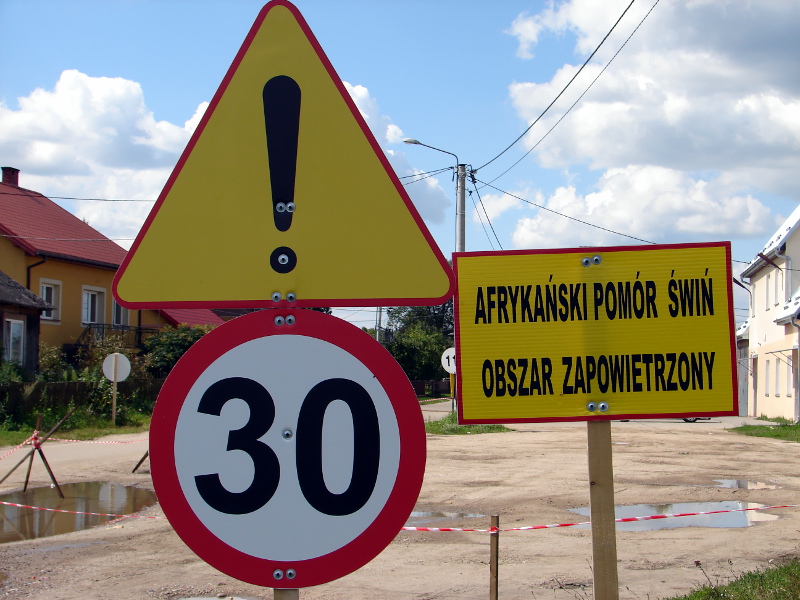 Groźna choroba koło Siemiatycz - weterynarze potwierdzają kolejne ognisko ASF