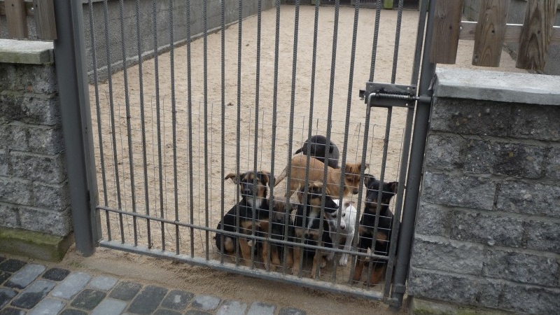 Augustowska prokuratura odmówiła wszczęcia śledztwa w sprawie suwalskiego schroniska dla psów