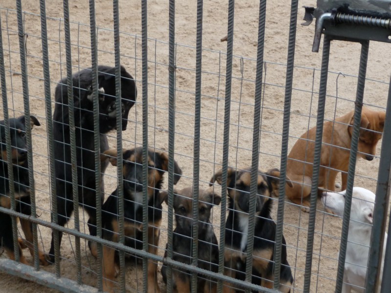 Suwałki:  Potrącony pies bez pomocy?