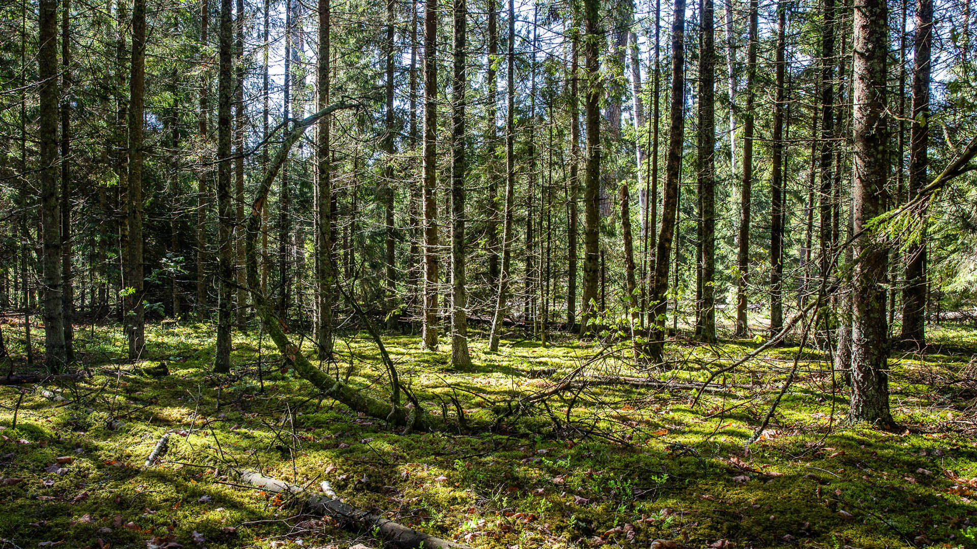 Lasy i parki narodowe w pełni otwarte - można korzystać z infrastruktury