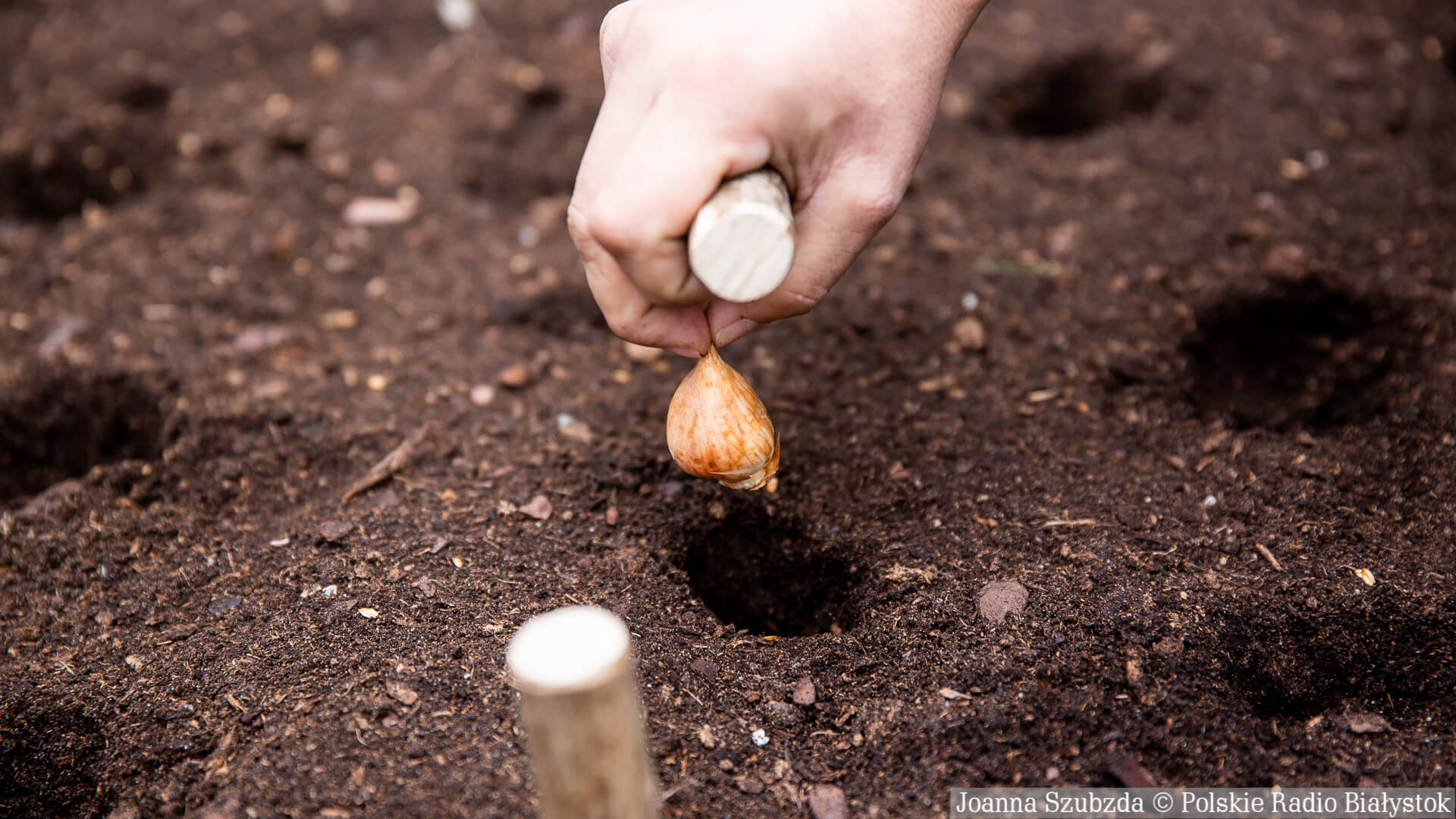 Wszyscy możemy stworzyć Wirtualne Pole Tulipanów Mocy i pomóc dzieciom z dystrofią mięśniową