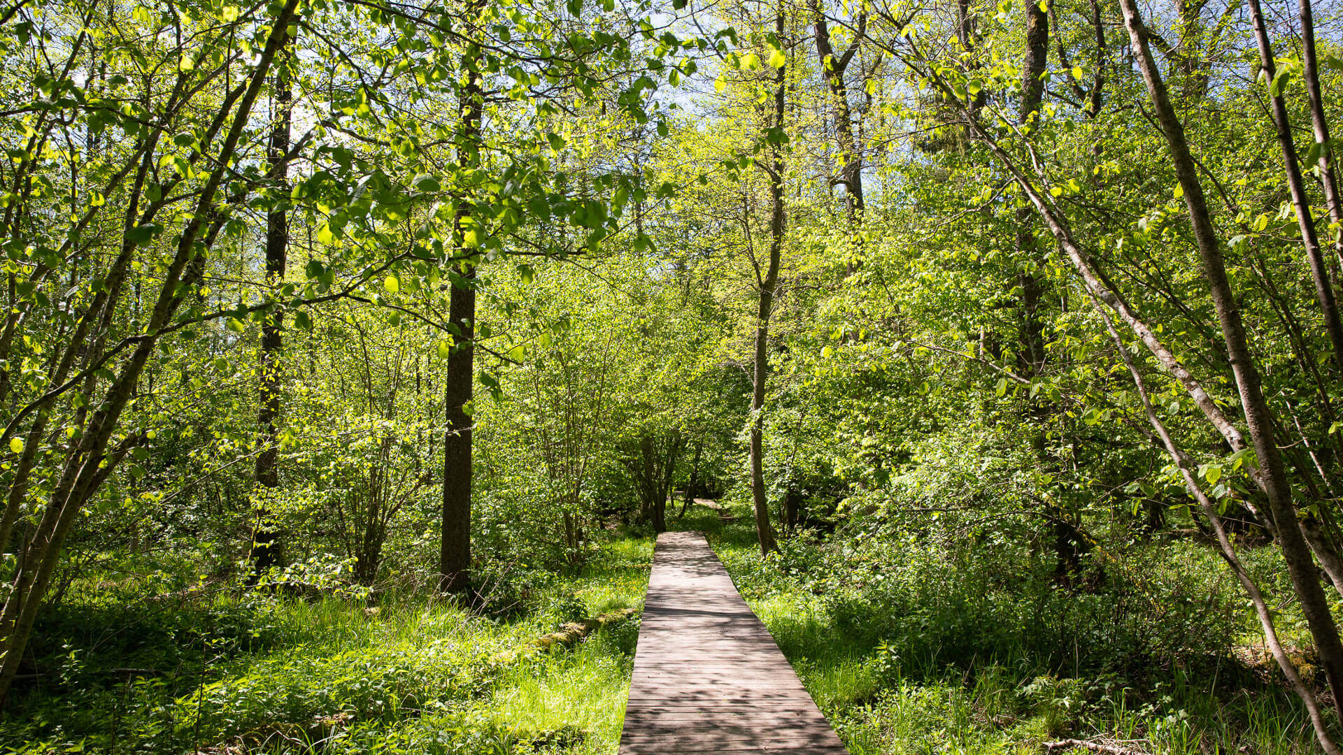 "Ekopsychiatria" - jak natura wspiera zdrowie psychiczne?