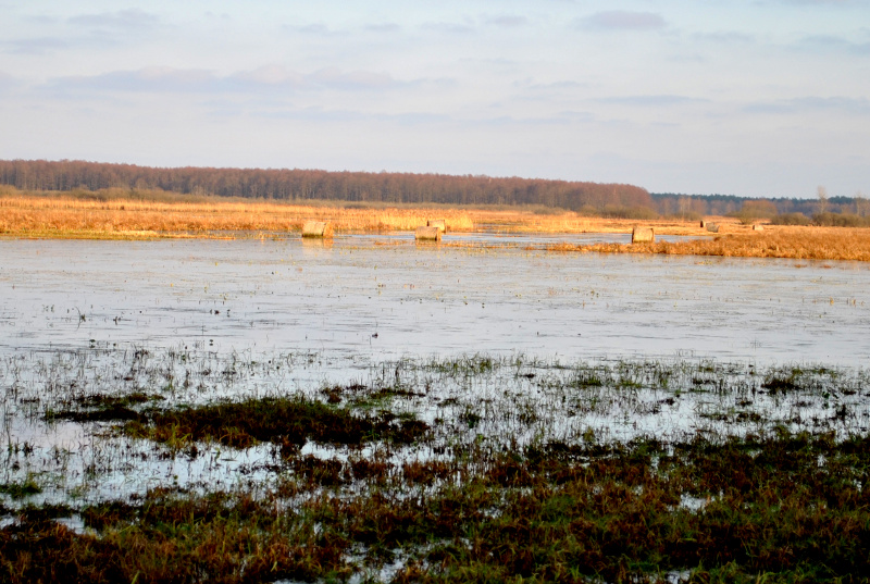 Wiosenne rozlewiska korzystne dla biebrzańskich bagien - pojawiły się tam ptaki