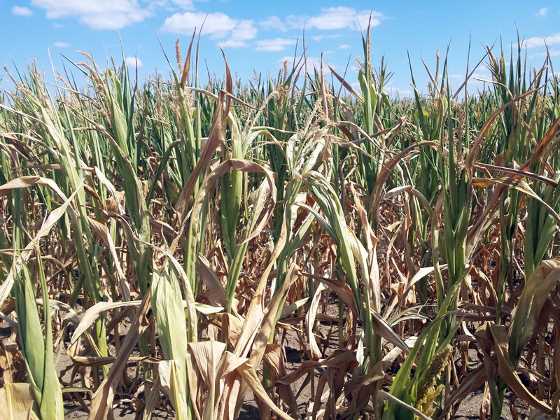 Region:  Susza niszczy uprawy kukurydzy, ale straty wciąż nie są szacowane - apel komisji rolnictwa do wojewody podlaskiego