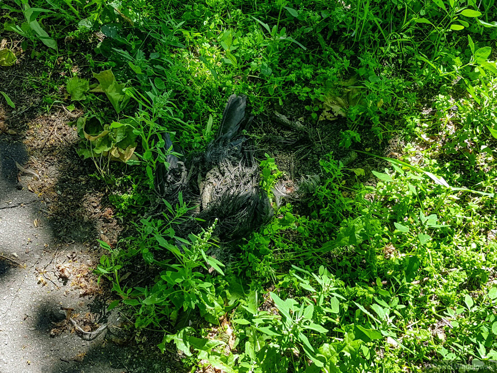 W dwóch miejskich parkach w Łomży leży prawie 20 martwych ptaków