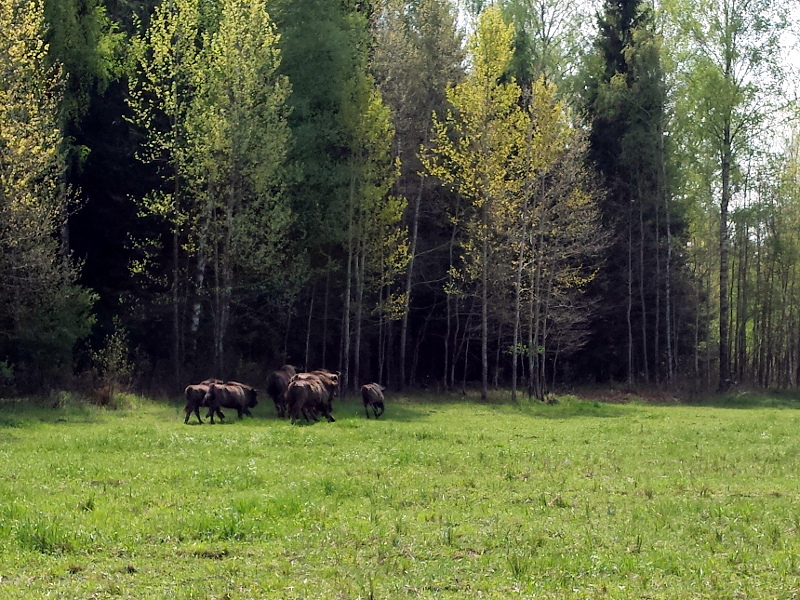 W Puszczy Augustowskiej urodził się pierwszy żubr
