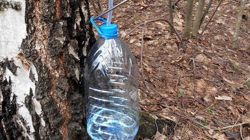 To impreza dla miłośników leśnych klimatów – Święto Brzozy w Poczopku