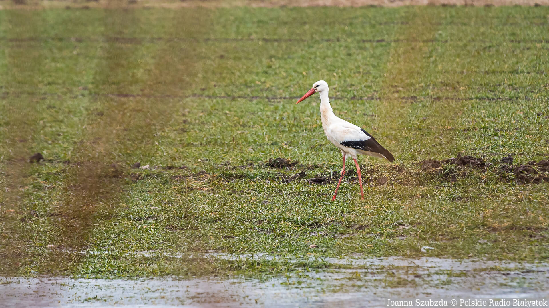 Niektóre bociany zimują w Polsce, nie pomagajmy im na siłę - przypominają przyrodnicy