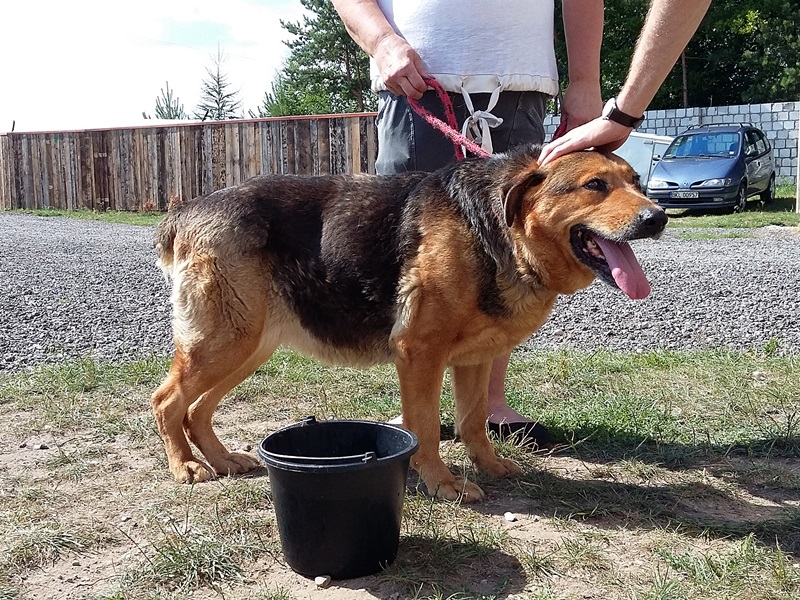 Miska wody dla spragnionych zwierząt