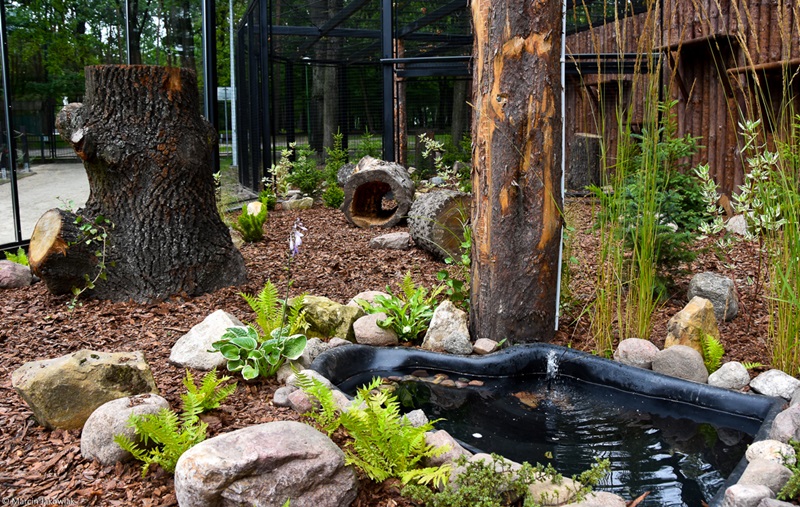 Samica rysia nową mieszkanką białostockiego Akcentu ZOO