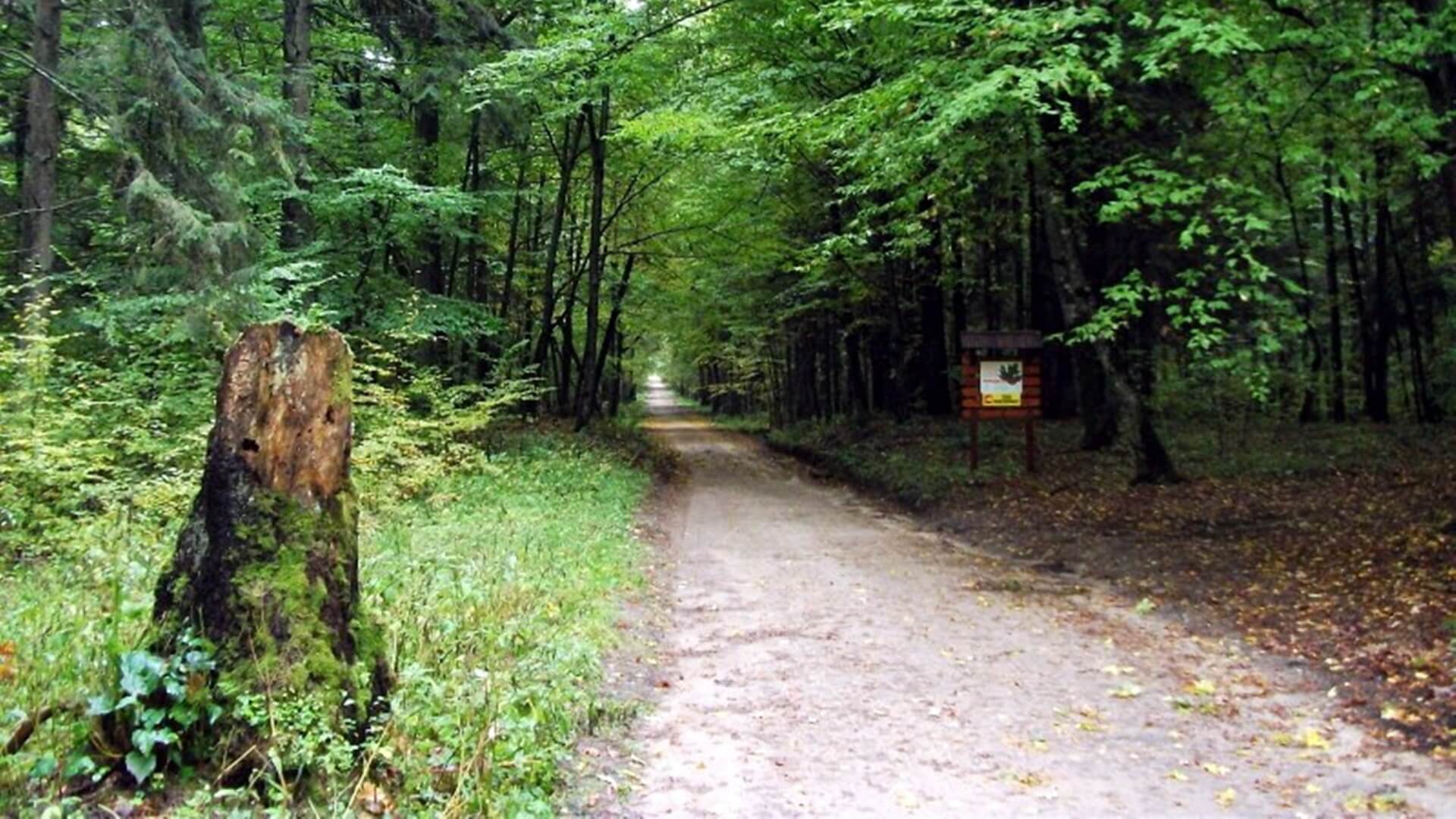 Białowieski Park Narodowy – jedna z najchętniej odwiedzanych atrakcji turystycznych w Podlaskiem