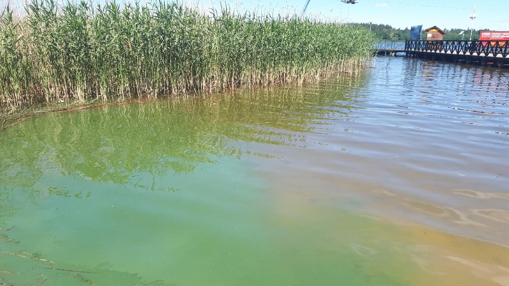 W jeziorze Necko zakwitły sinice - jest zakaz kąpieli