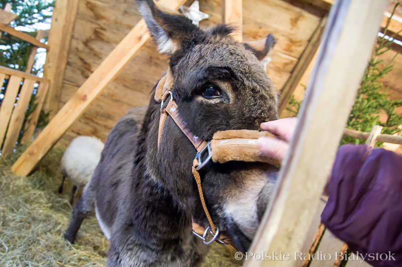 Szopki w regionie: z ruchomymi figurami i żywymi zwierzętami