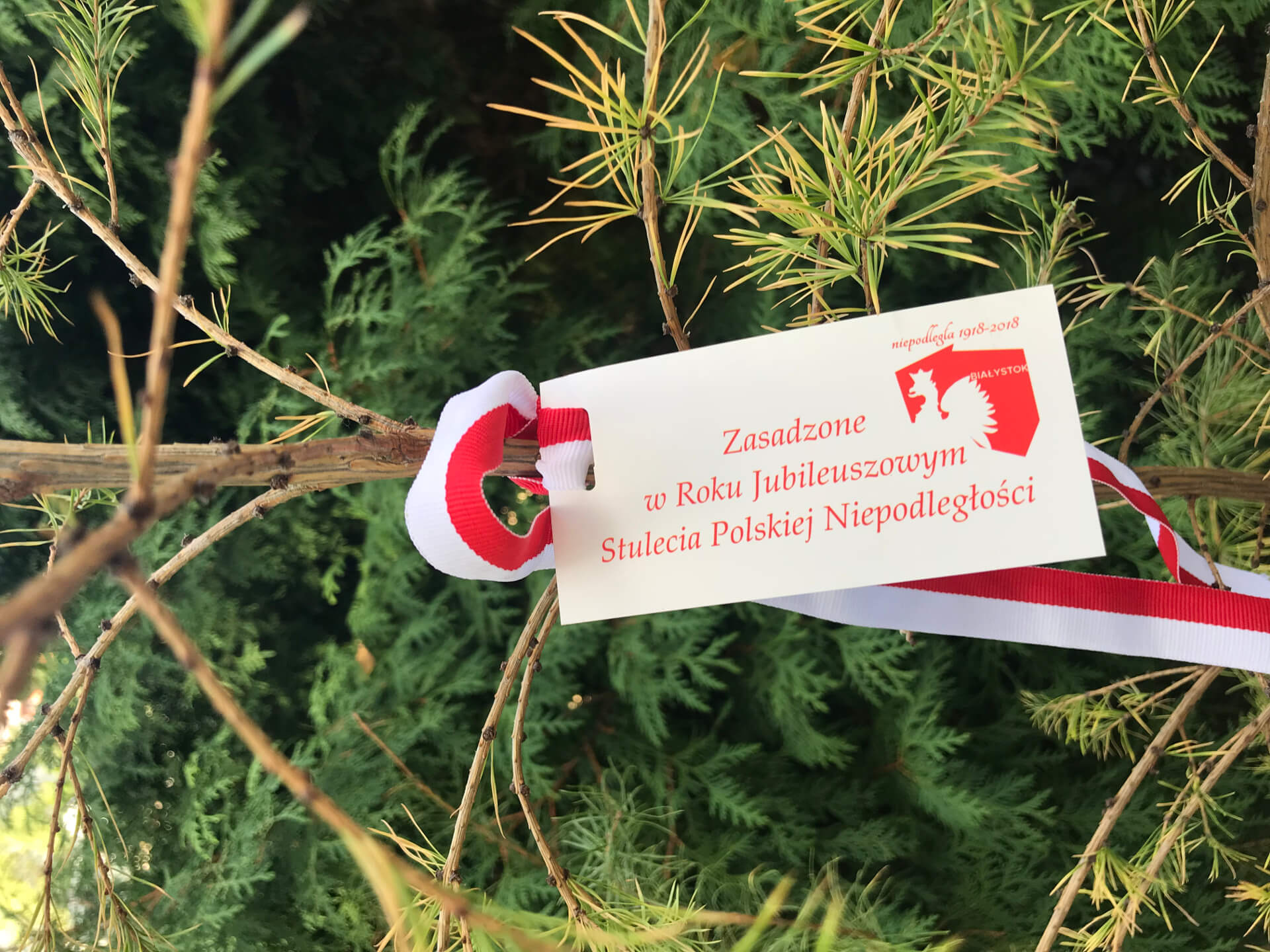 Sadzonki czekają na chętnych w Białymstoku i Zaściankach