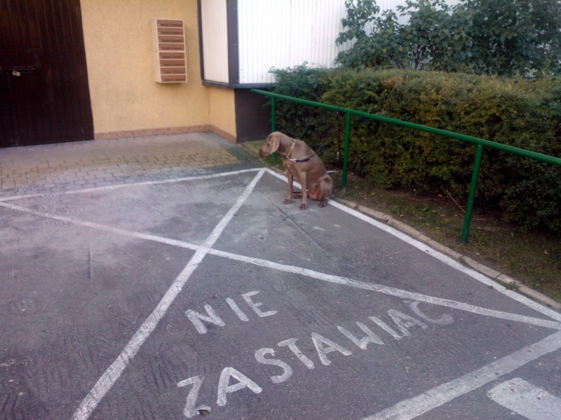 Białystok:  Kary za brak opieki nad psami