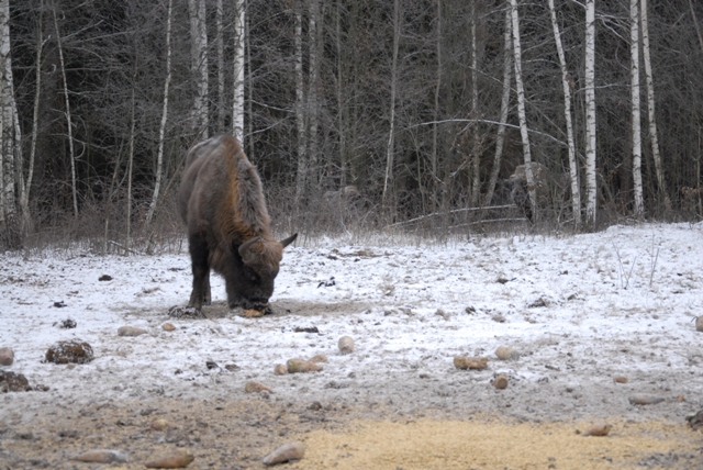 Region:  Stado żubrów w Puszczy Białowieskiej rekordowo duże