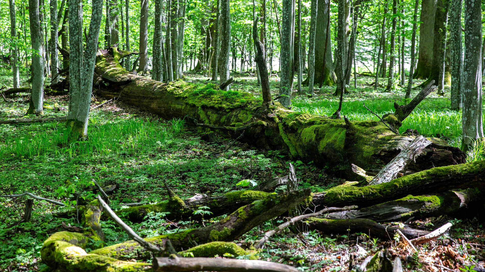 Minister ochrony środowiska: nie prowadzimy prac nad powiększeniem Białowieskiego Parku Narodowego
