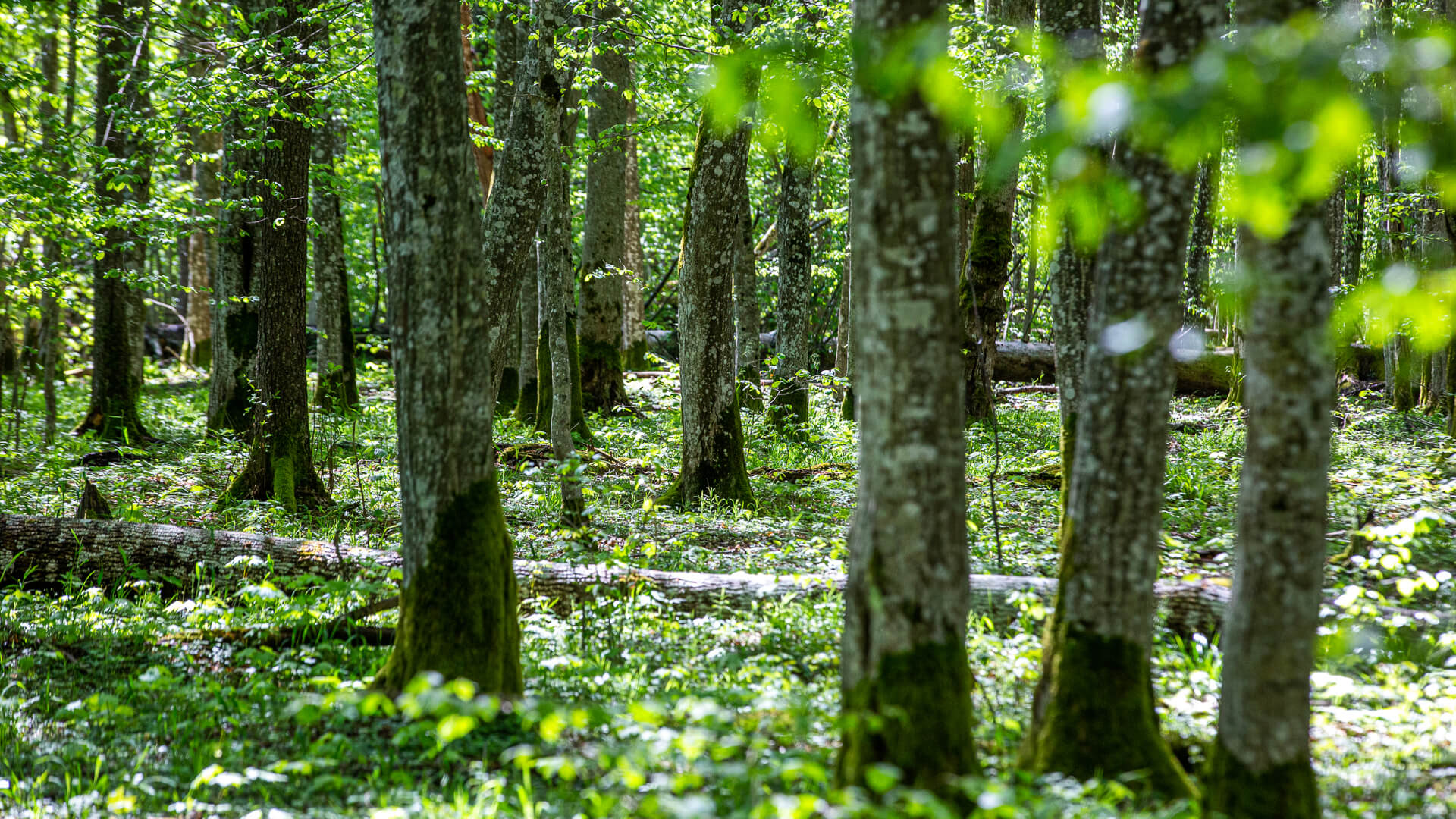 Będzie lokalne referendum ws. sposobu zarządzania Puszczą Białowieską