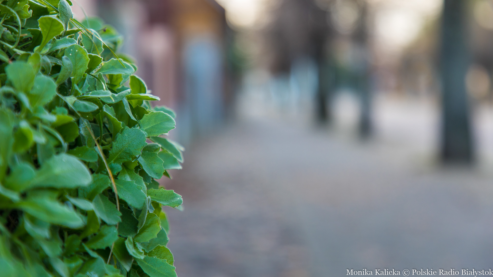 Roślinny spacer po Supraślu z Patrycją Machałek