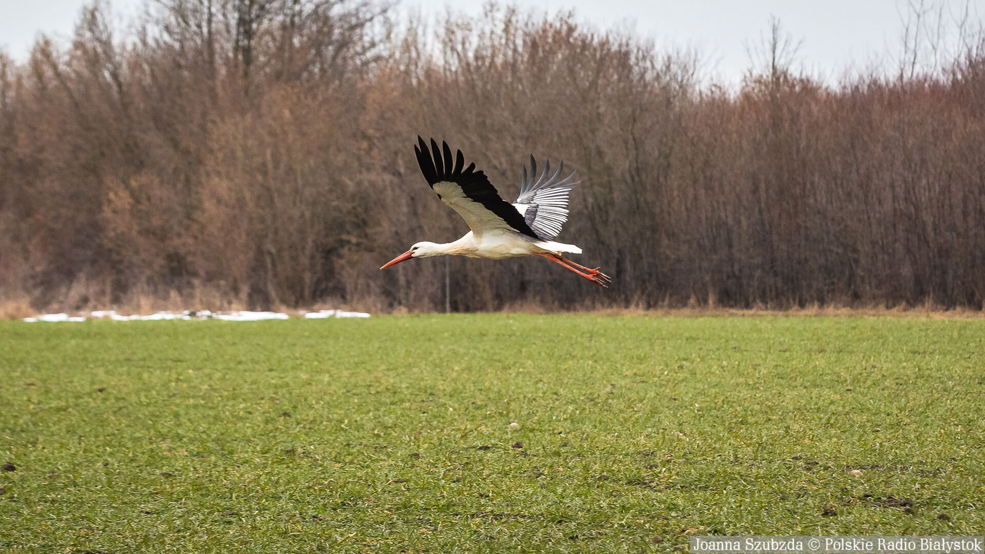 Na Podlasiu pojawiły się pierwsze bociany [zdjęcia]