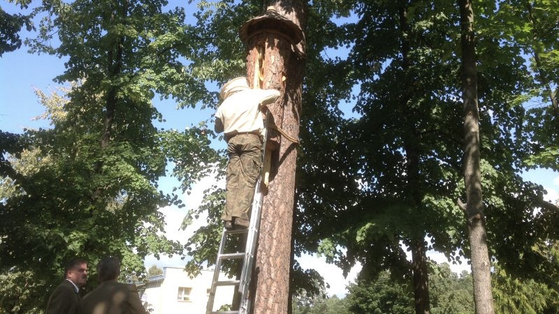 Leśnicy chronią pszczołę augustowską